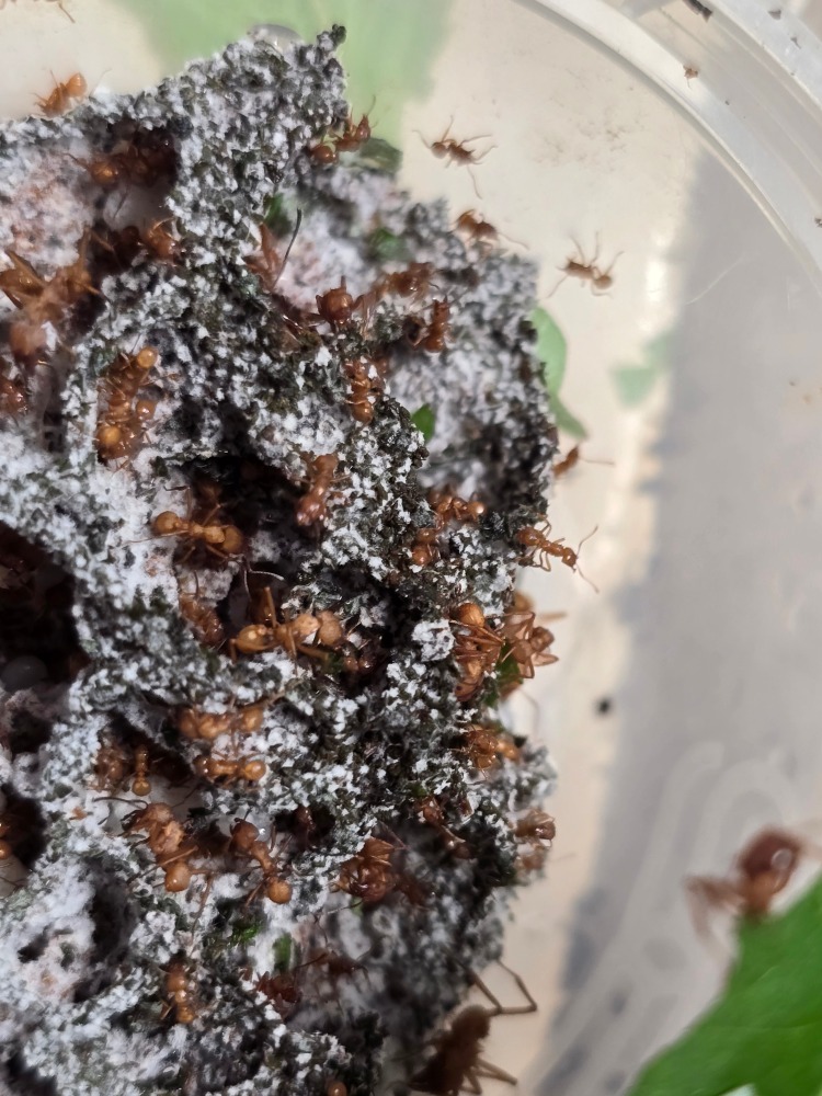 Acromyrmex Octospinosus